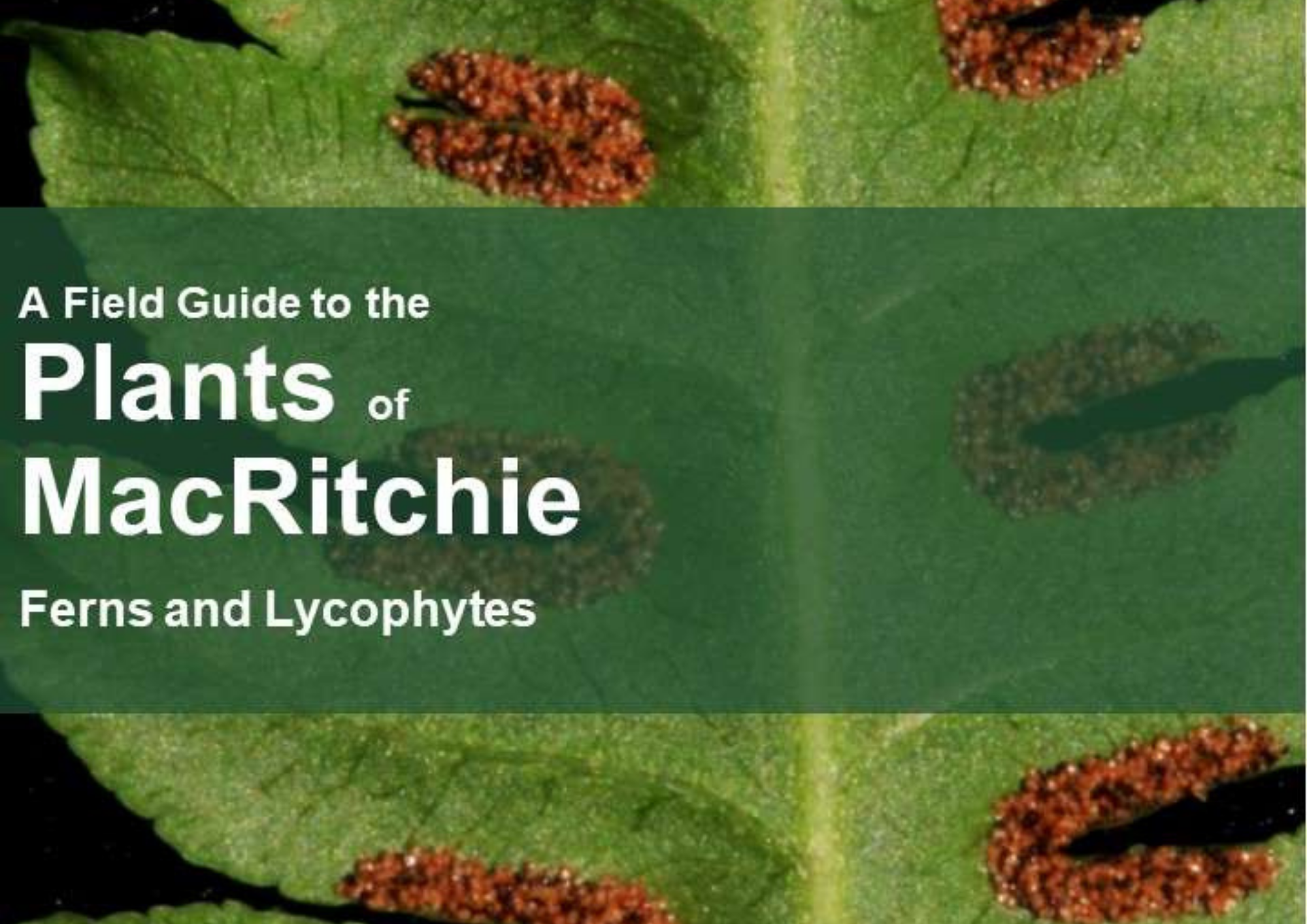 Field Guide to Ferns of MacRitchie
